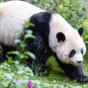 AS CHN SW SIC CHE Chengdu 2017AUG19 PandaPark 068 : - DATE, - PLACES, - TRIPS, 10's, 2017, 2017 - EurAsia, Asia, August, Chengdu, China, Day, Eastern, Month, Panda Park, Saturday, Sichuan, Southwest, Year